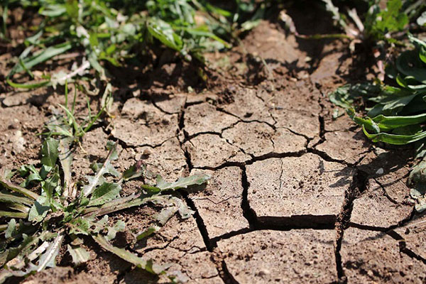 Les dégâts liés à la sécheresse nécessitent une bonne gestion des pâturages !